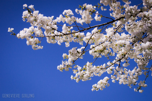 Spring blossom at Trengwainton Garden - Cornwall, England