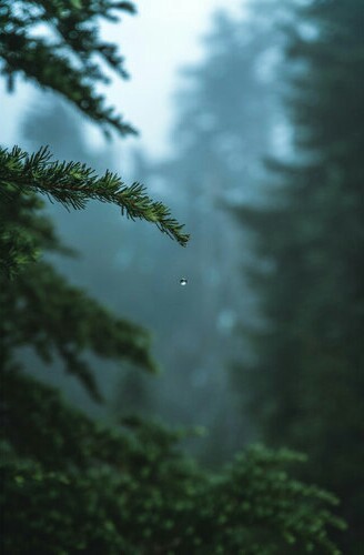 XXX j-k-i-ng:“Moody Alpine Forests“ by | photo