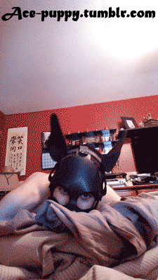 All Rough and Playful, Pups at thair best ;)
