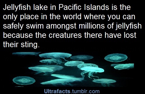 funnylittleconspiracy:ultrafacts:Source More Facts HEREfun fact! these jellyfish have not only lost 