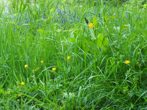 Foxley Wood Nature Reserve, Norfolk10th May 2022