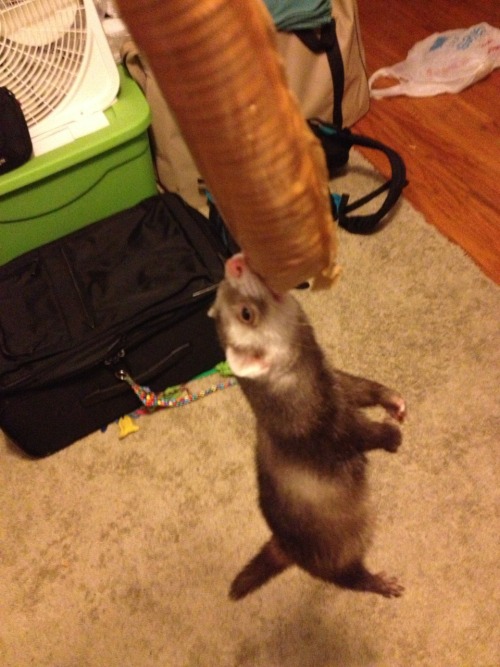 kdoughh:  Chester found a roll of crackers in my suitcase… and he won’t let go. 