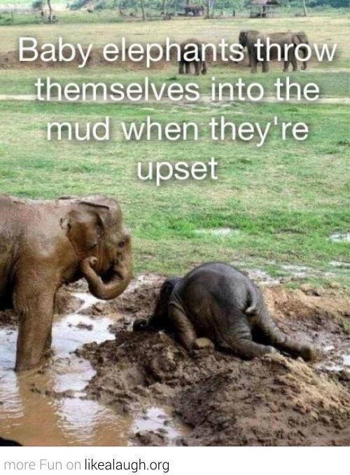thedailyelephant:  I Do that too! 