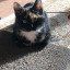 candlelightkitten
