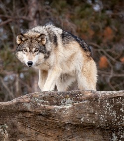 beautiful-wildlife: Wolf by © Jacki Just-Pienta