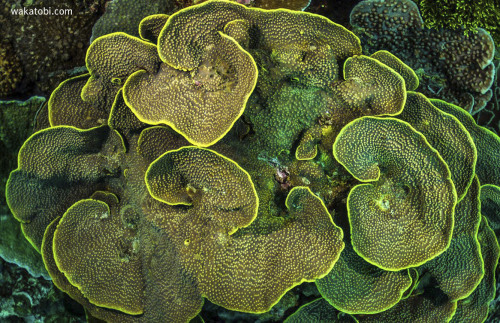 The coral and the zooxanthellae algae maintain a mutualistic relationship. The coral provides the al