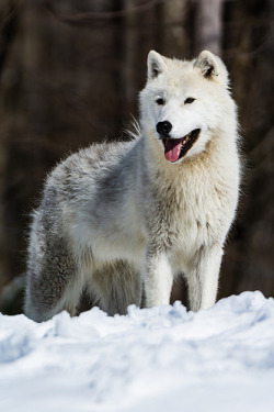 wolveswolves:    Arctic wolf (Canis lupus arctos) by Sébastien Clermont-Petit  