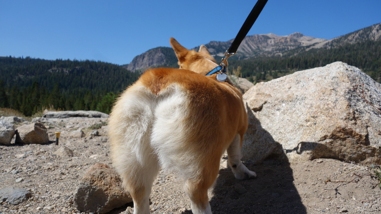 insanecorgi:  omelettethecorgi:  He thinks that’s his best angle.  It is. 