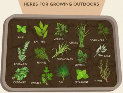 The Herb Grower’s Cheat Sheet*Growing seasons and planting information below are UK specific*H