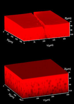 Damaged material, heal thyselfInspired by healing wounds in skin, a new approach protects and heals 