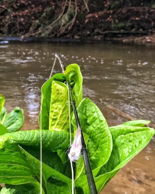 Skunk cabbage for getting skunked. #fish #fishing #flyfishing #explore #newwater #pawilds #nwpa #pen
