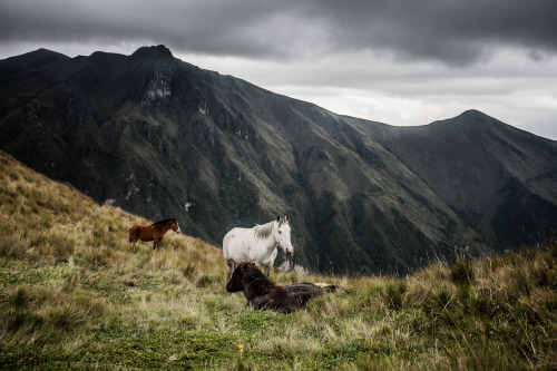  Mountain horses by Jonathan Gurr 