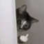 vete-a-la-miau