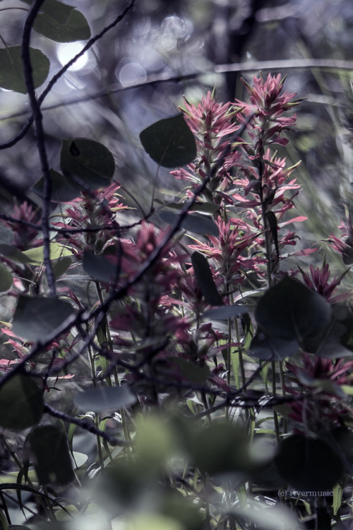 Pink Paintbrush among the Aspens: Yellowstone Lake area, YNPriverwindphotography, July 2018