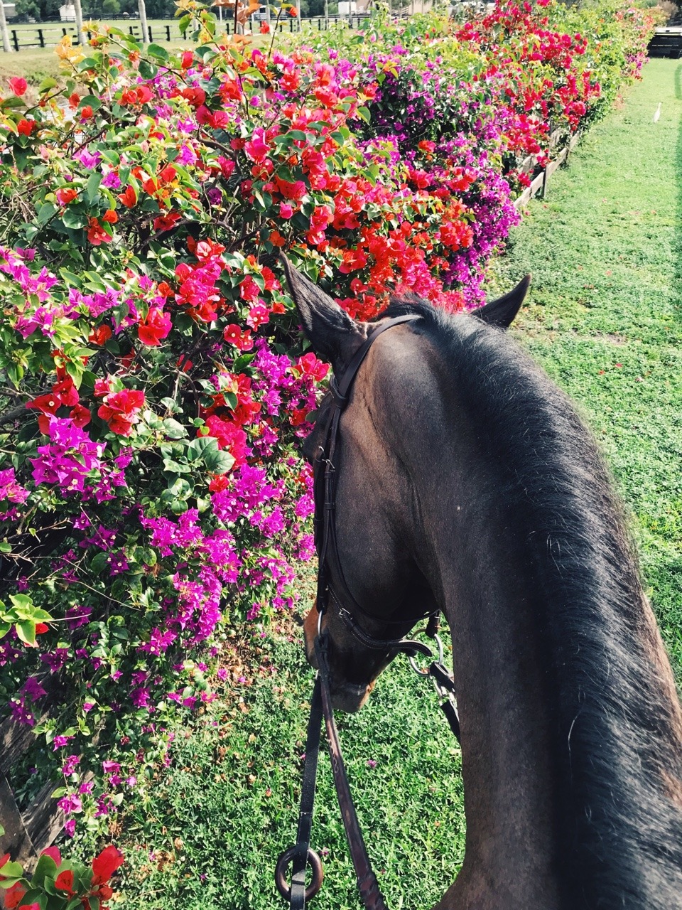 gucci-equestrian:  no mom, it’s stop and *EAT* the flowers. ok bob.🙄🌺🌸🤗