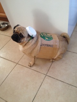 pumpkindateblog:  b323ful:  Little Latte’s costume this year!  i’m still not over this pug, its name is latte, and it dressed as a latte. this is truly too much for me to handle and i’m never gonna be the same 