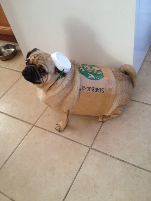 pumpkindateblog:b323ful:Little Latte’s costume this year!i’m still not over this pug, it