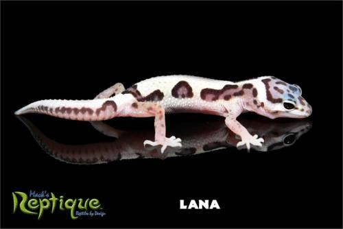 These are pictures of Solstice they had on the Reptiles by Mack website when I bought her!