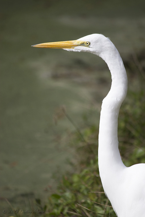 destinymariephotography:“The Great Egret&ldquo; by DM Photography This is my own