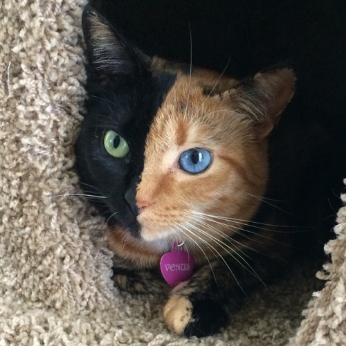 mymodernmet:  Venus, an adorable Chimera cat from North Carolina, has a striking two-toned face and different colored eyes.  