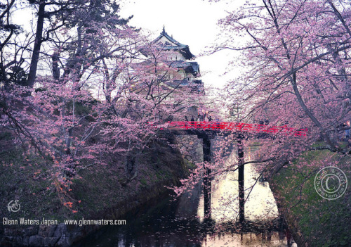 Today in the park. Hirosaki Castle Moat April 29th 2010 