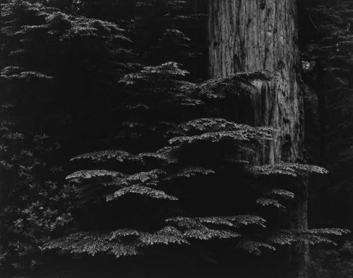 Redwood, California by Brett Weston