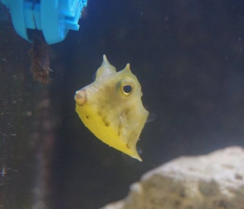 babyanimalgifs:  omg why do i find this funny?!