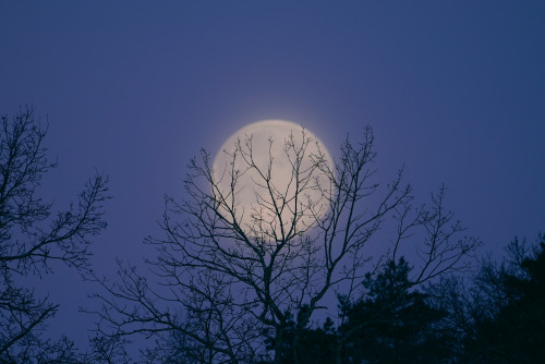 swedishlandscapes:Cant get enough of the fullmoon. This morning the sky was covered with cirrostratu