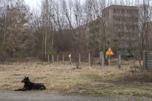 thepunksink:lesnienka:And the question is: Are radioactive stray dogs of Pripyat still good boys?Why