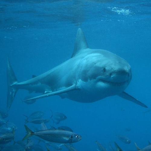 Quite often we think the sharks pose for a photo! They are amazing animals to see in their natural e