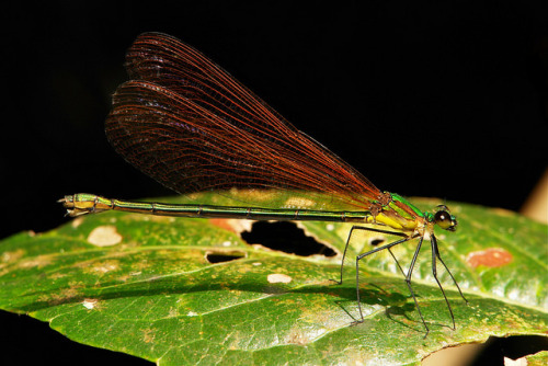 sinobug: Damselfly (Vestalaria smaragdina, Calopterygidae), female (amber wing form) by Sinobug (itc