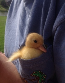 plantcreep:  snowycelaena:  one time a duckling fell asleep in my frocket and it was the cutest thing ever  frocket 