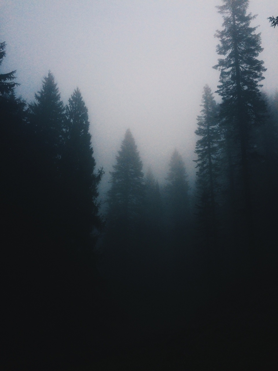 spudthesoundguy:Are we out of the woods yet? Portland, Oregon. November 7th 2014