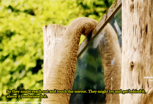 dont-panic-zoology: eustaciavye77:   Sanjai, a 20-years old bull (male elephant), sees himself for the first time in front of a mirror. [x]  elephants are fucking awesome.  I’m glad humans are starting to understand that we’re not the be all and end