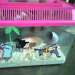 tvguts:aptronyms:bugsmade them an enclosure
