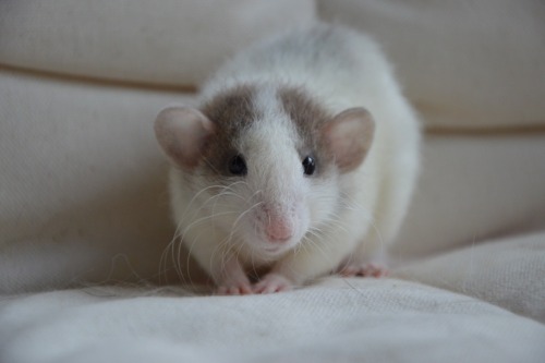 karasratworld:  The wee little Peabody 