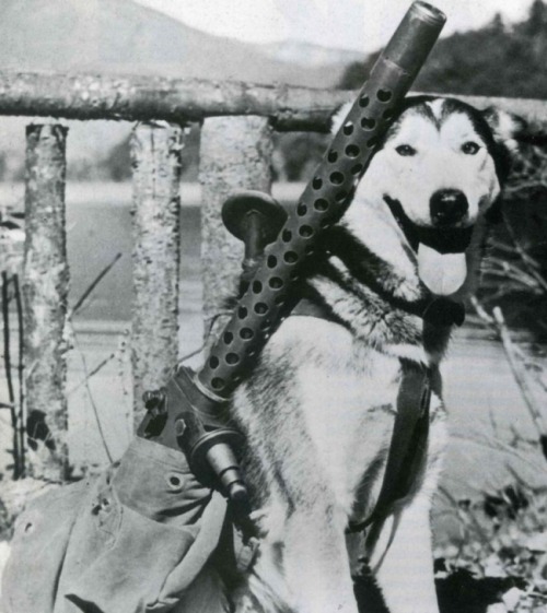 A sled doggie named “Mukluk” is being trained to carry machine guns in case of a Japanes