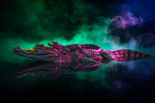 moon83:  Animal Lectures #01 Caiman crocodilus by Andrew McGibbon WWW // Behance // Tumblr 