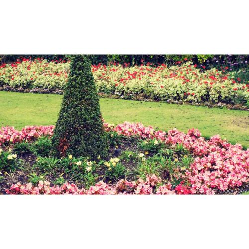 #photo#photographyeveryday#photographyislifee#flowers#pink#green#grass#poole#park#red#camera#ownit#o