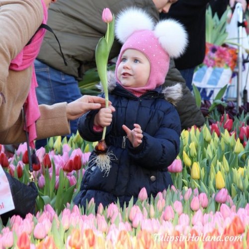 RT @tulips_holland: Are you visiting Amsterdam during January? Don’t miss National Tulip Day w