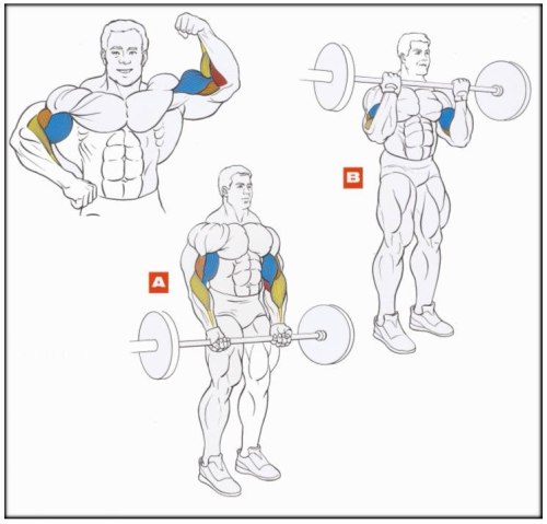 The best exercises for biceps porn pictures