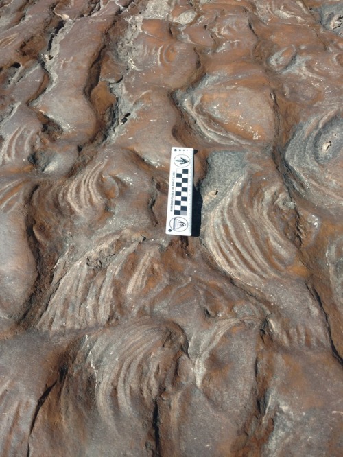 dinogami:Ripples on ripples, top surface of the Upper Triassic Shinarump Conglomerate, St. George, U