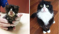 leavingourwarbehind:  coralcypress:  funnycatsgif-com:  Cats who survived and became beloved! http://funnycatsgif.com/  Save the meow meows  this made me real cry 