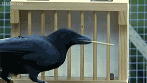 karanan:  starrypawz:  zerostatereflex:  Crow solves an 8 step process. Crows are