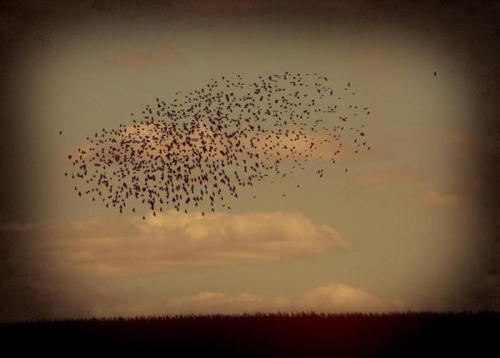 Jack Spencer, Birds, 22 Iowa, 2007