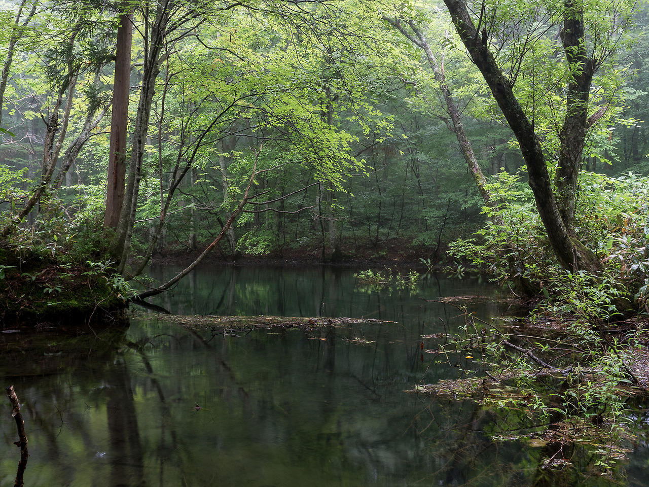 90377:  Aomori forest, Japan by Sho Shibata   