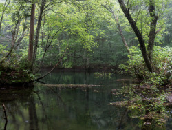 90377:  Aomori Forest, Japan By Sho Shibata   