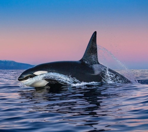 missmariemariana: Orcinus Orca Photo by Paul Nicklen 