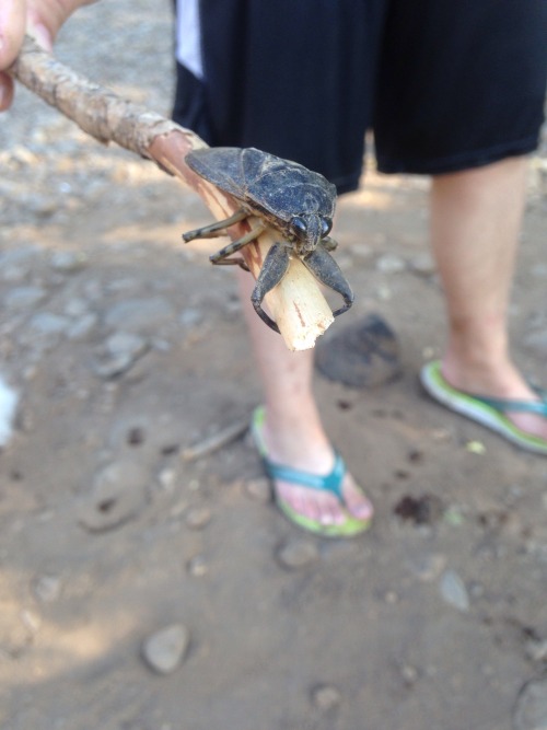 today i met a small frog and a big bug