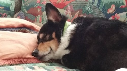 corgi-addict:My corgi is clearly peacefully dreaming about treats and counting… Err, I mean herding 